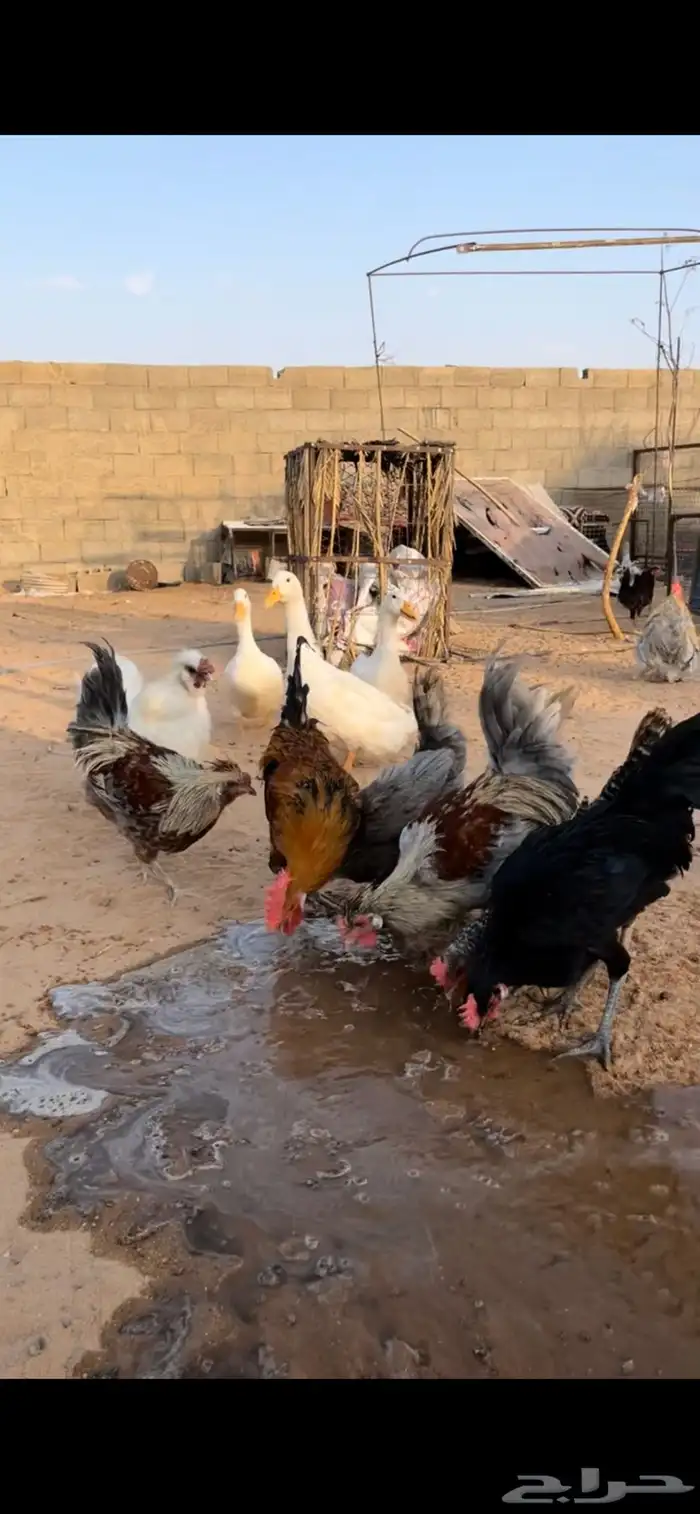 دجاج بلدي 1