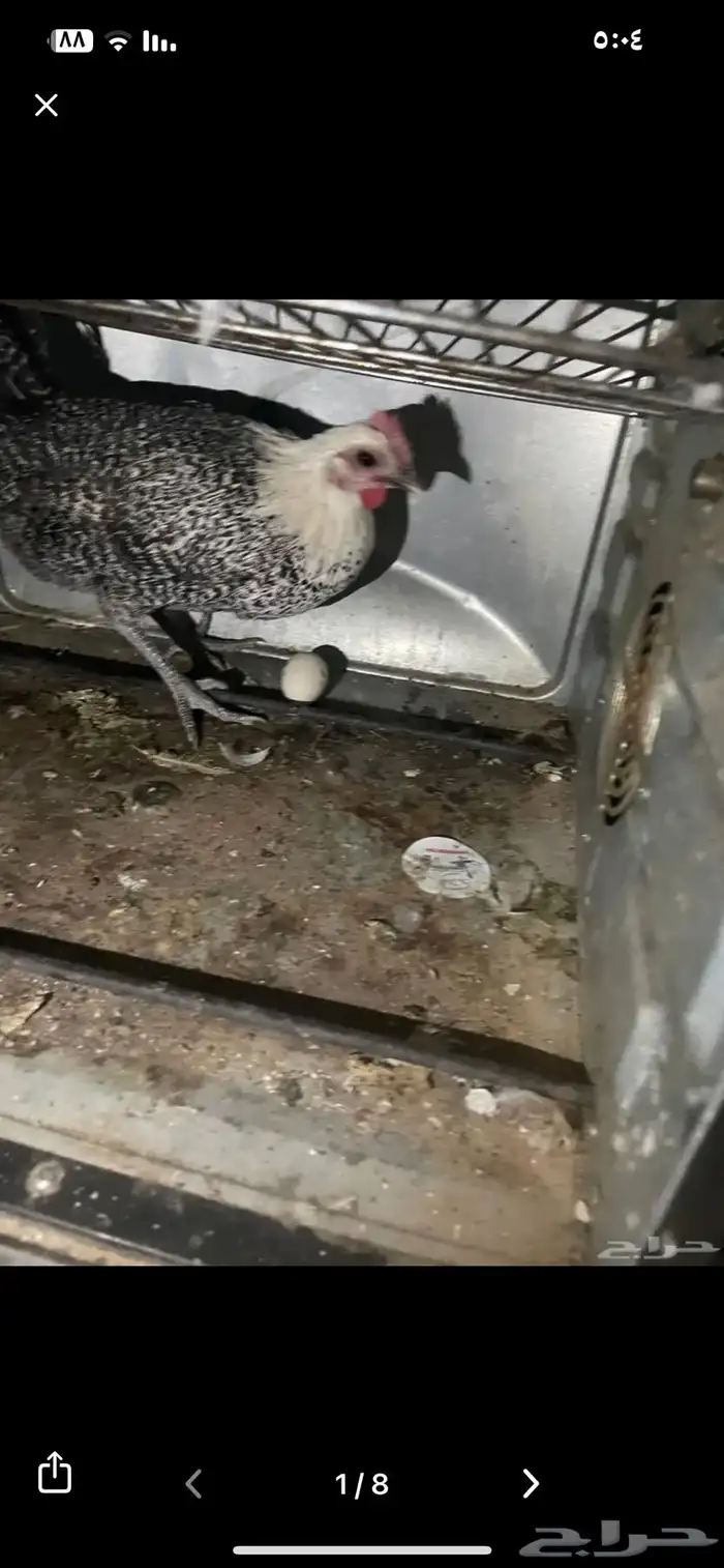 دجاج فيومي شرط بياض ضمام اسبوعين الديك ابيض في اسود قوي 1