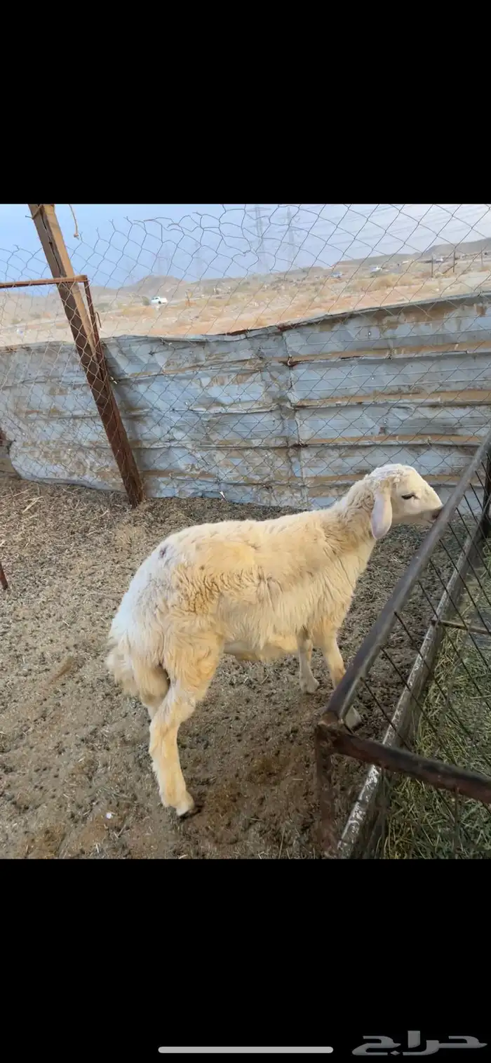 طلي سمين الحرازات (( تم البيع )) 1