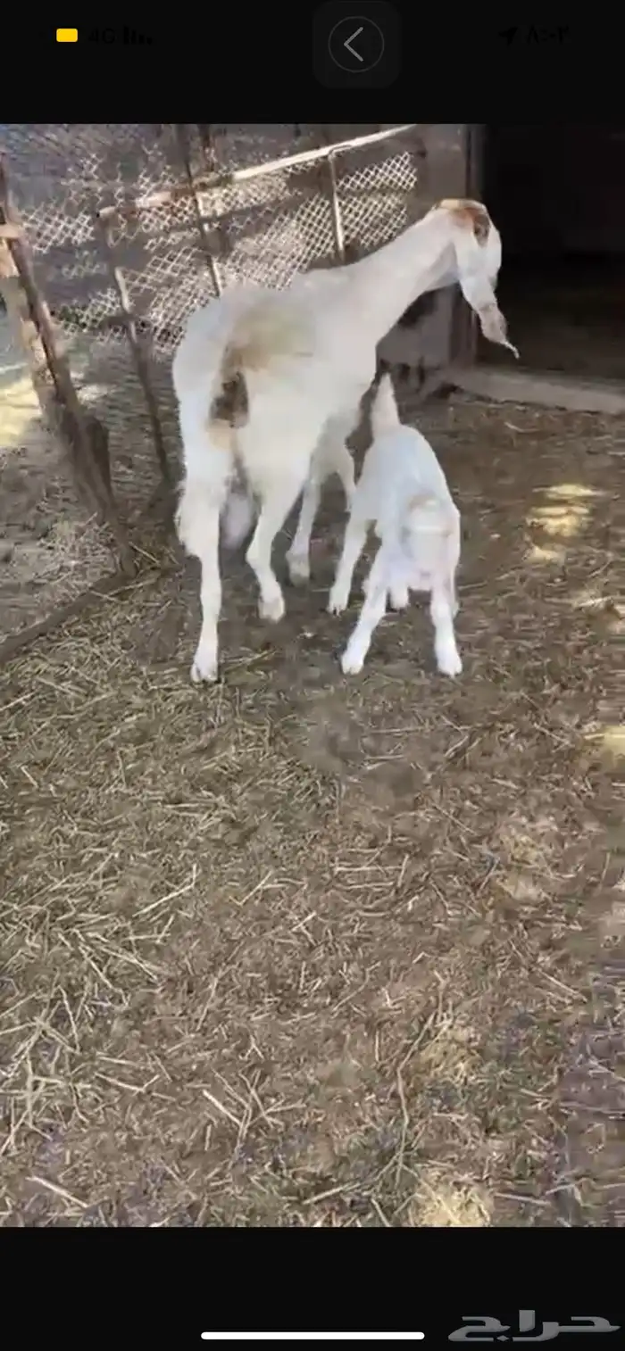 عنز معه تيس مشروكه 0