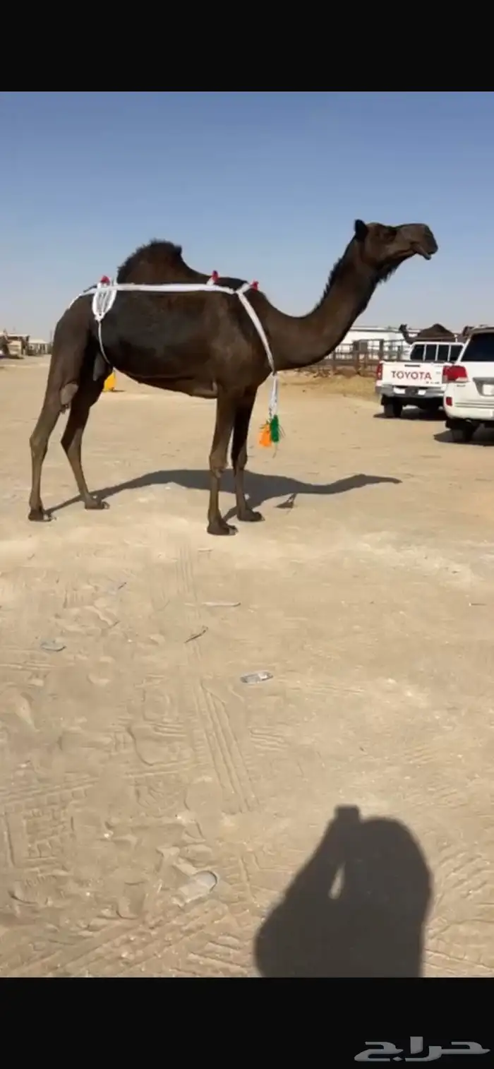 عشرا سلم العذاريب 0