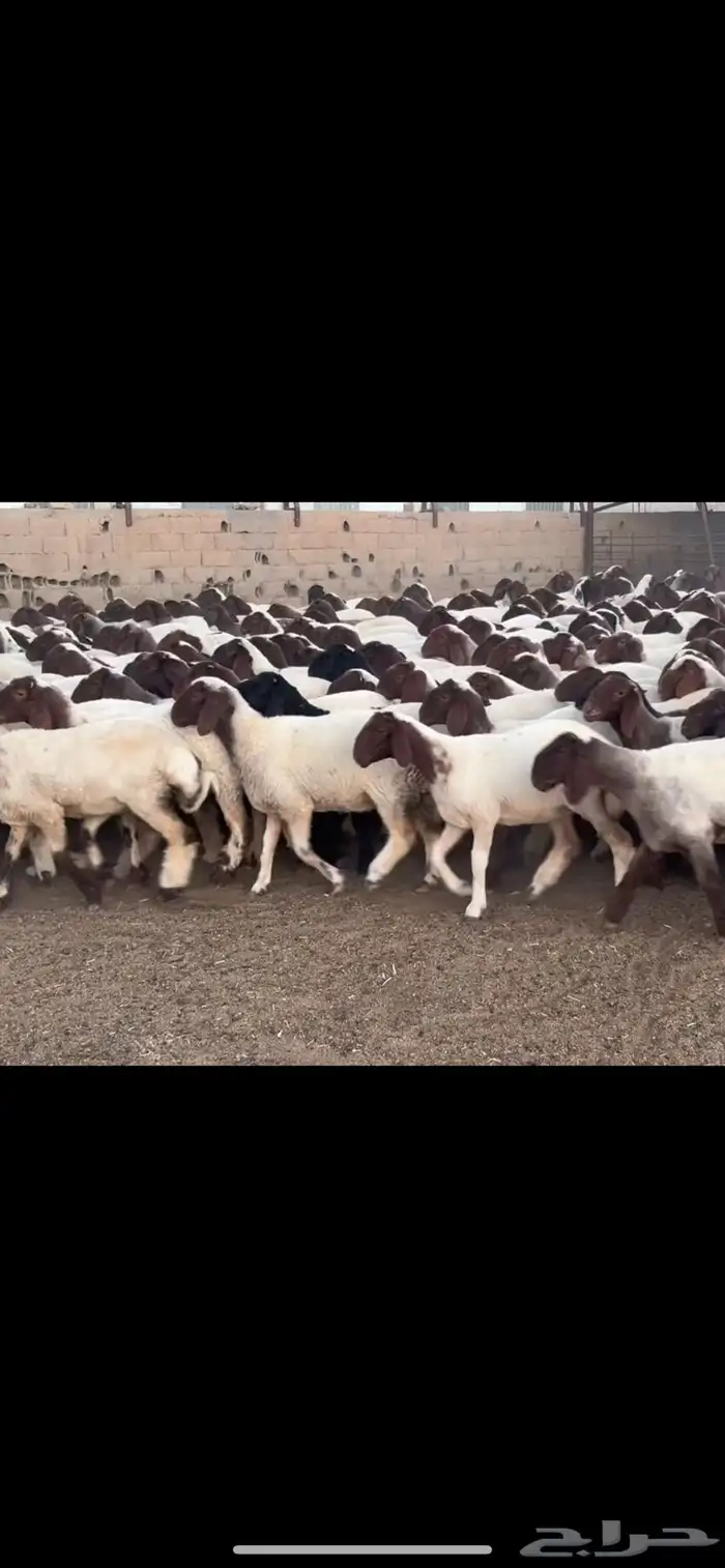 جذعات نعيم مقاني 1