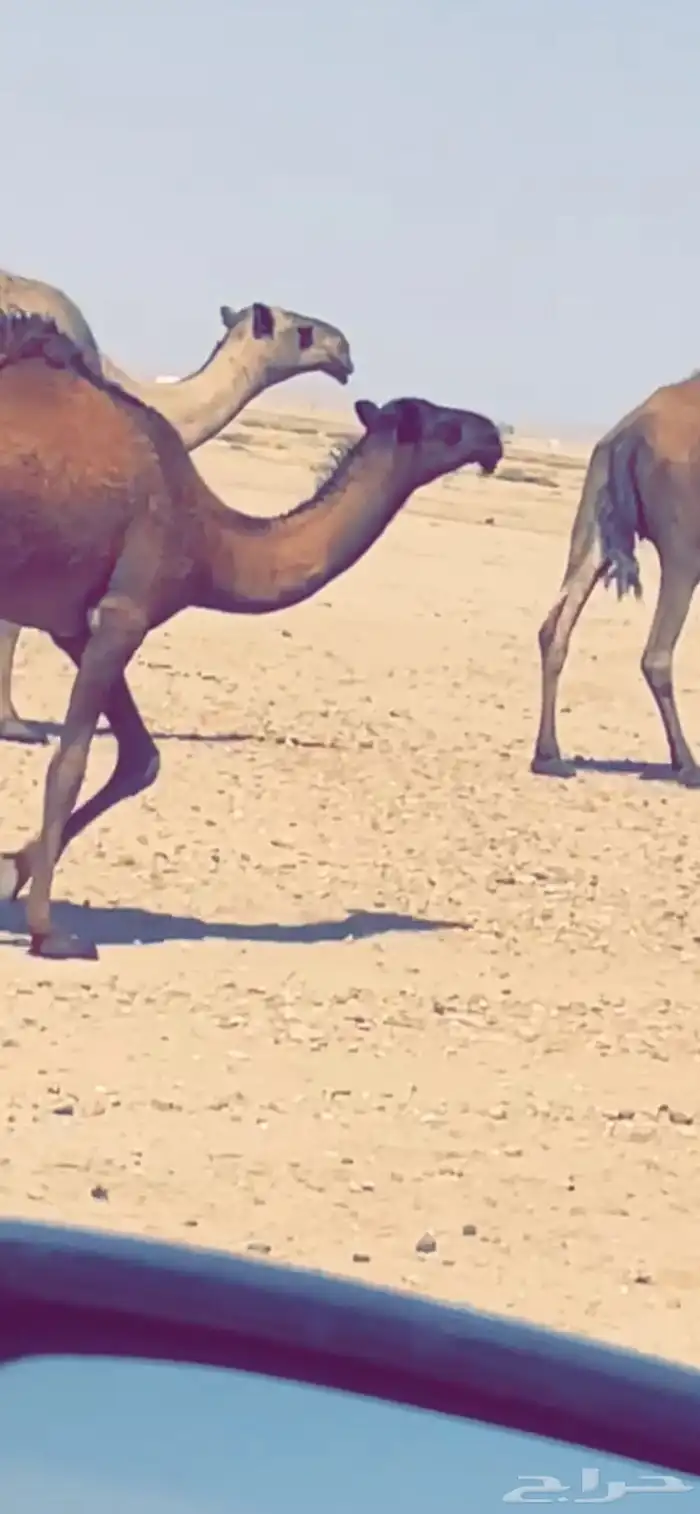 عشراء معها بكره 0