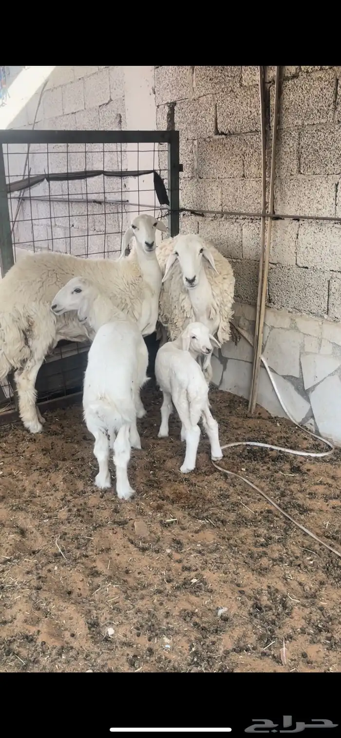 جذعه   ثنيه مواليد جروم حرش 4
