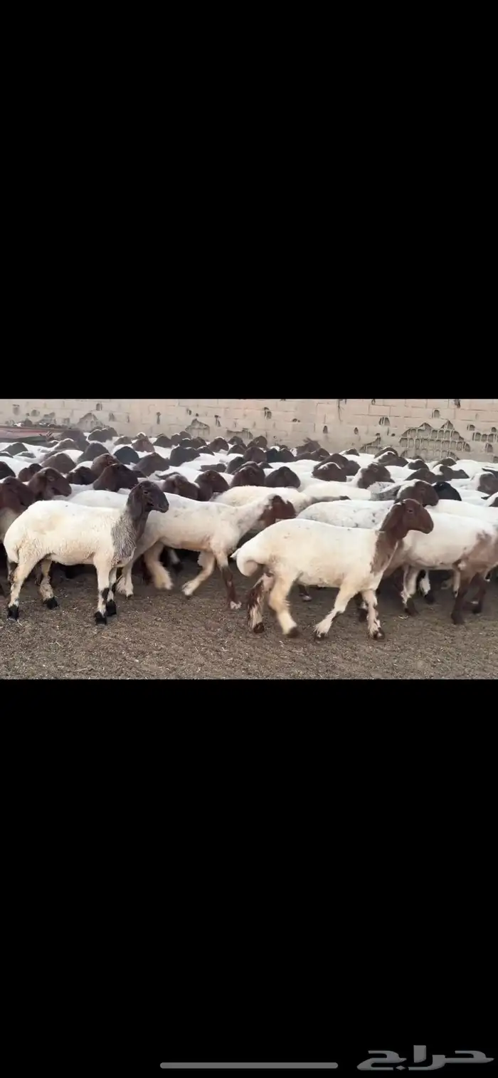 جذعات نعيم مقاني 3