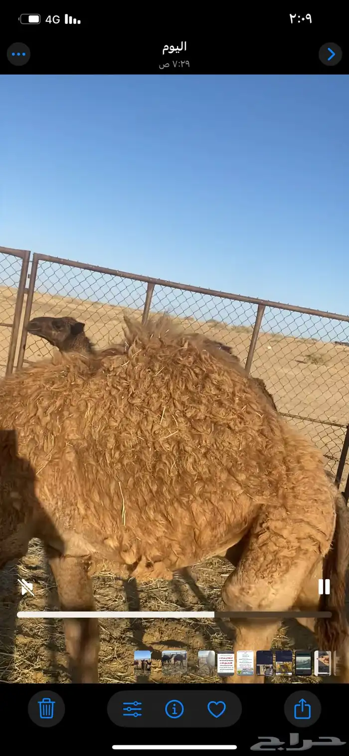 العدد4 قعودين وبكرتين 7 شهور تحت امهاتنل للبيعسوم3250 وبعي 0
