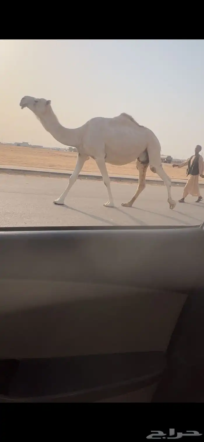 لقحه وضحا طيبه سوم 6500 0