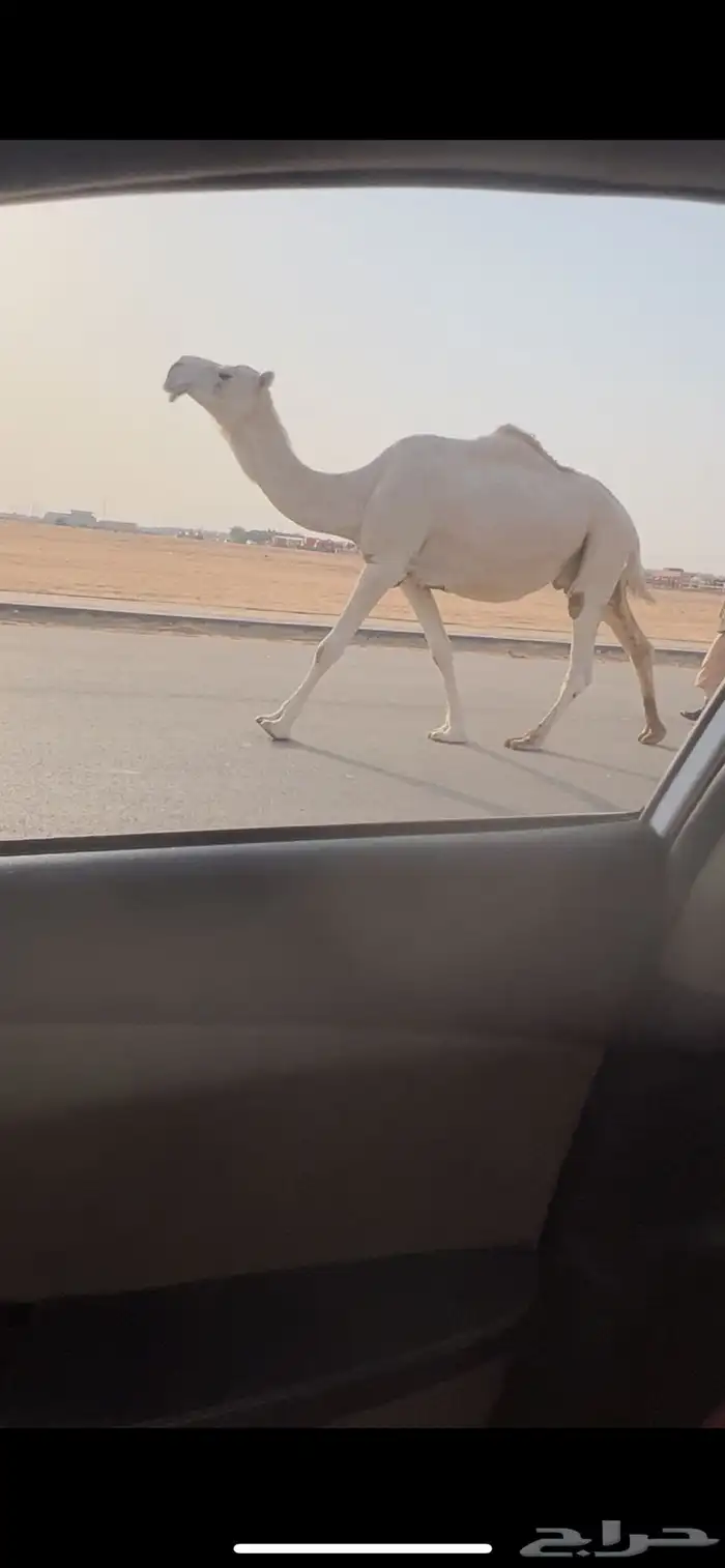 لقحه وضحا طيبه سوم 6500 1