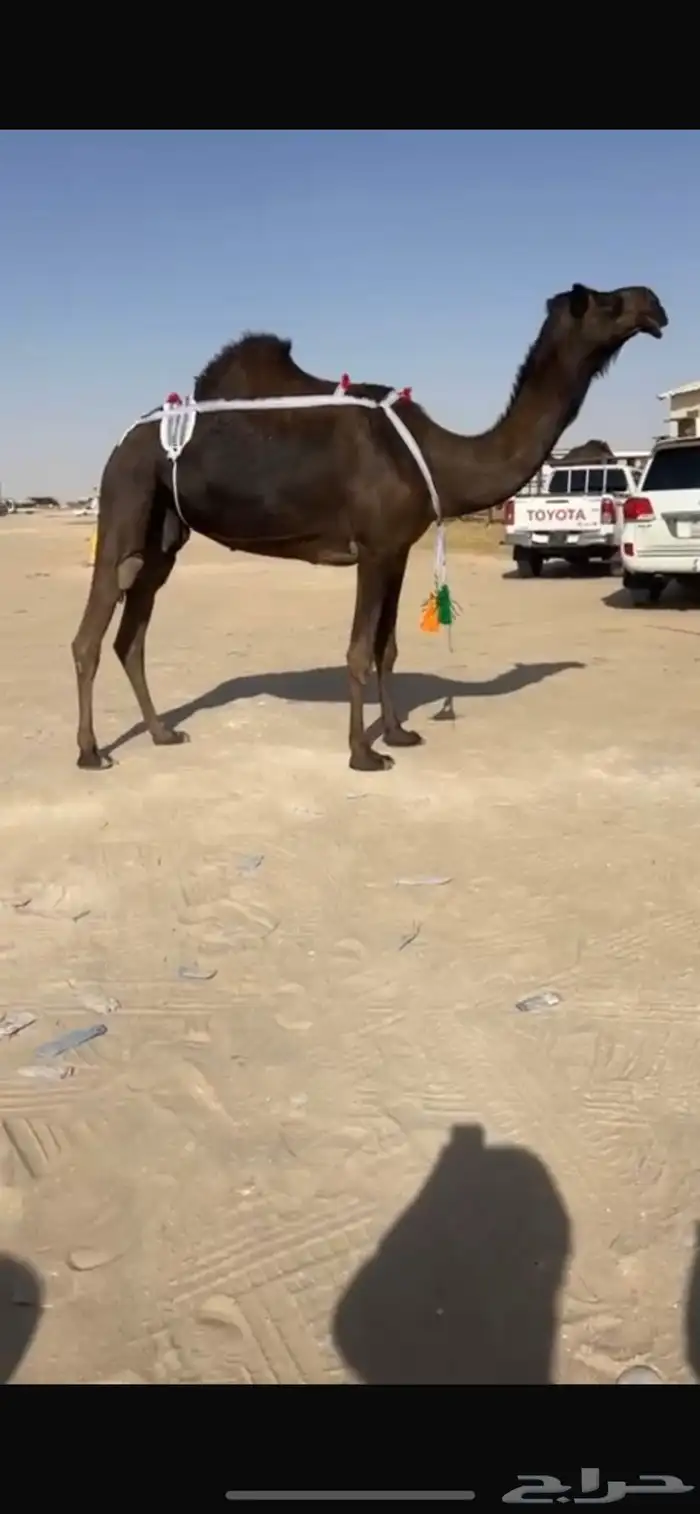 عشرا سلم العذاريب 2