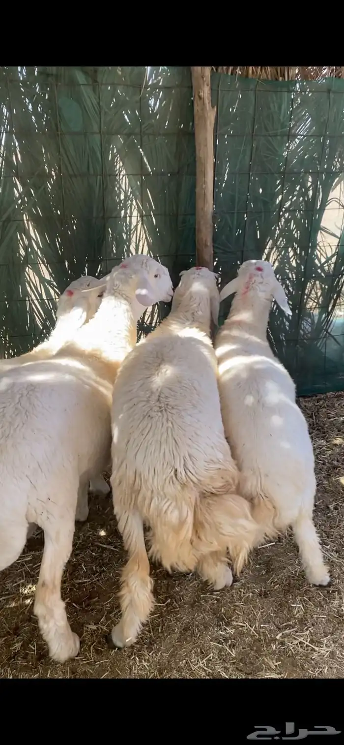 خرفان حريه 2