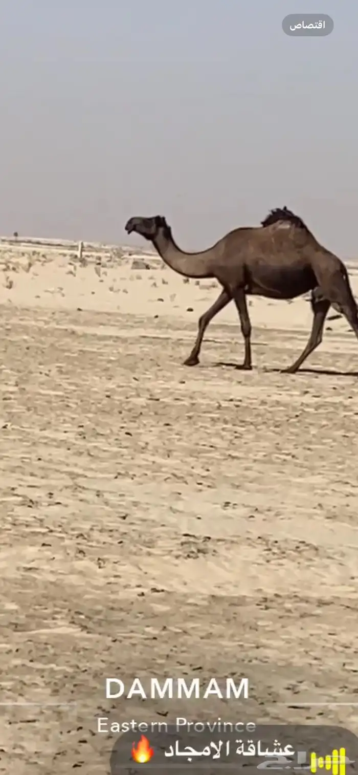 لقحه وملاقي قريب ولدها من الشهر وحول 0