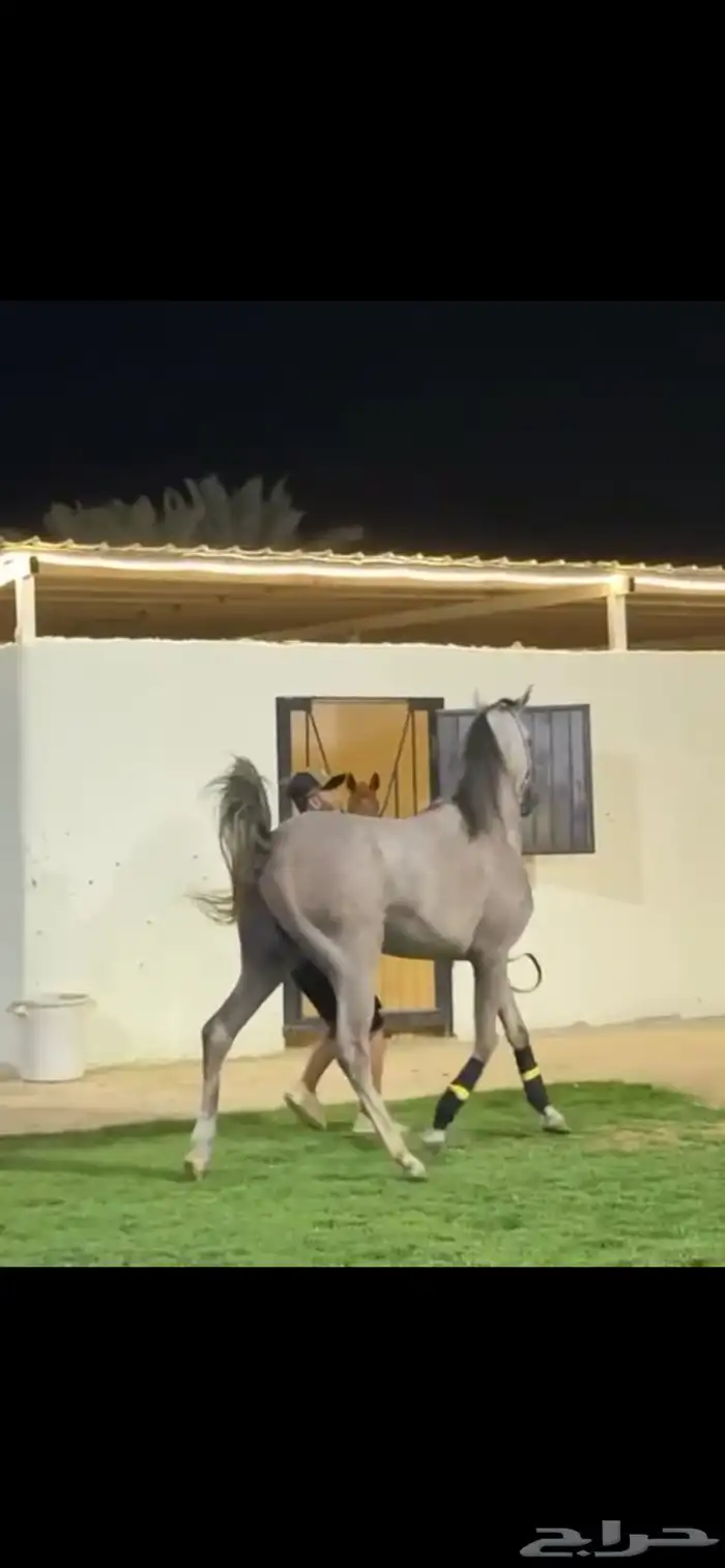 حصان واهو. ورق. ولد بطل العالم الاكسندر 2