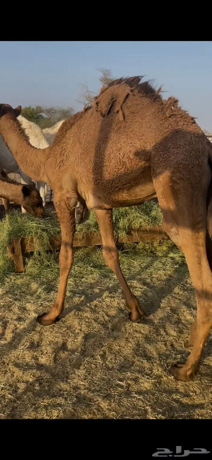قعدان 11