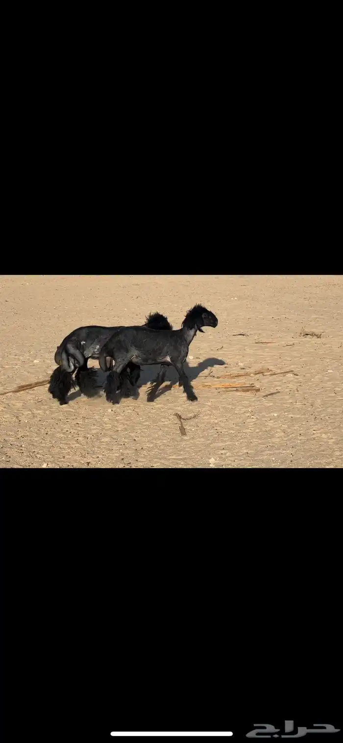 تم البيع 0