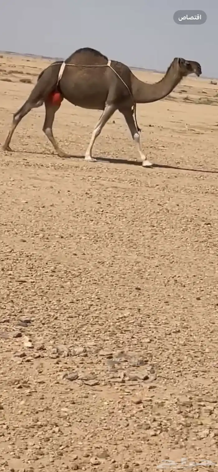 عشراء معها بكره 3