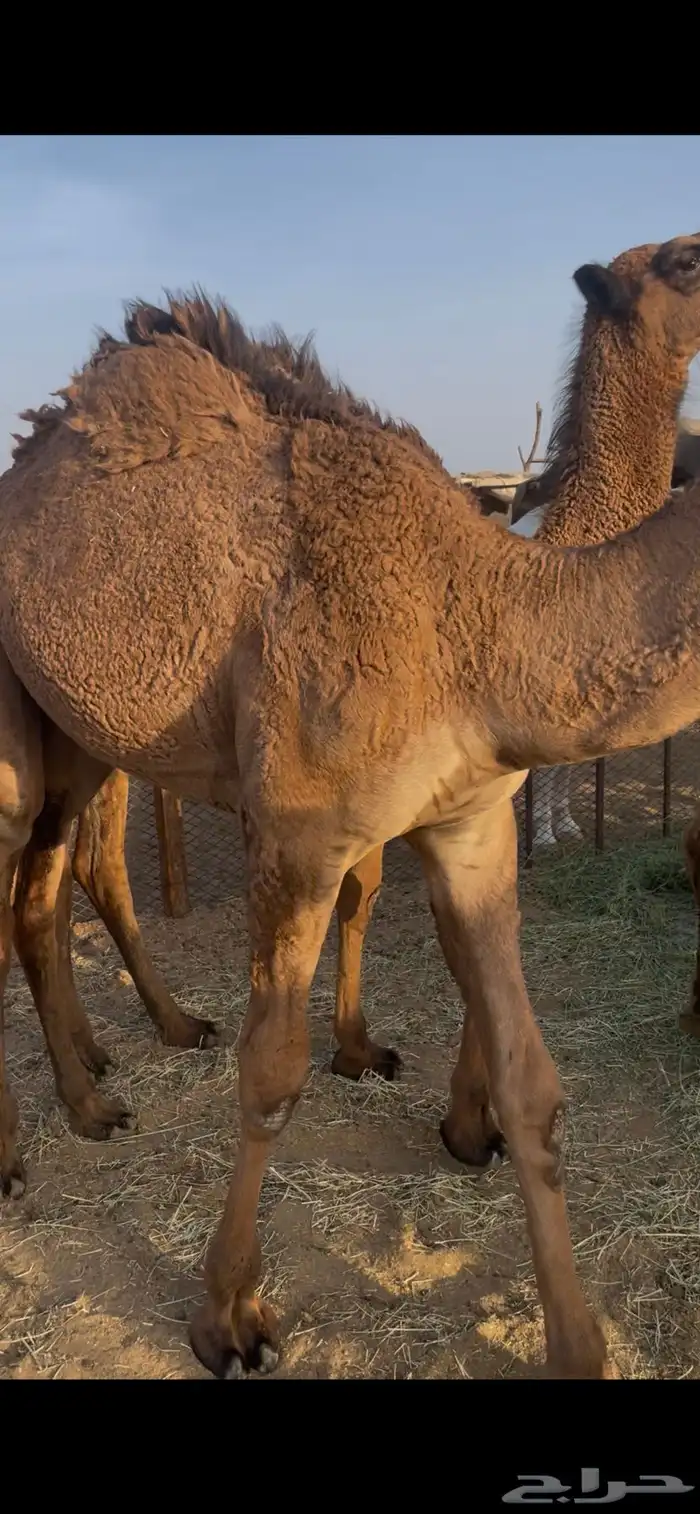قعدان 4