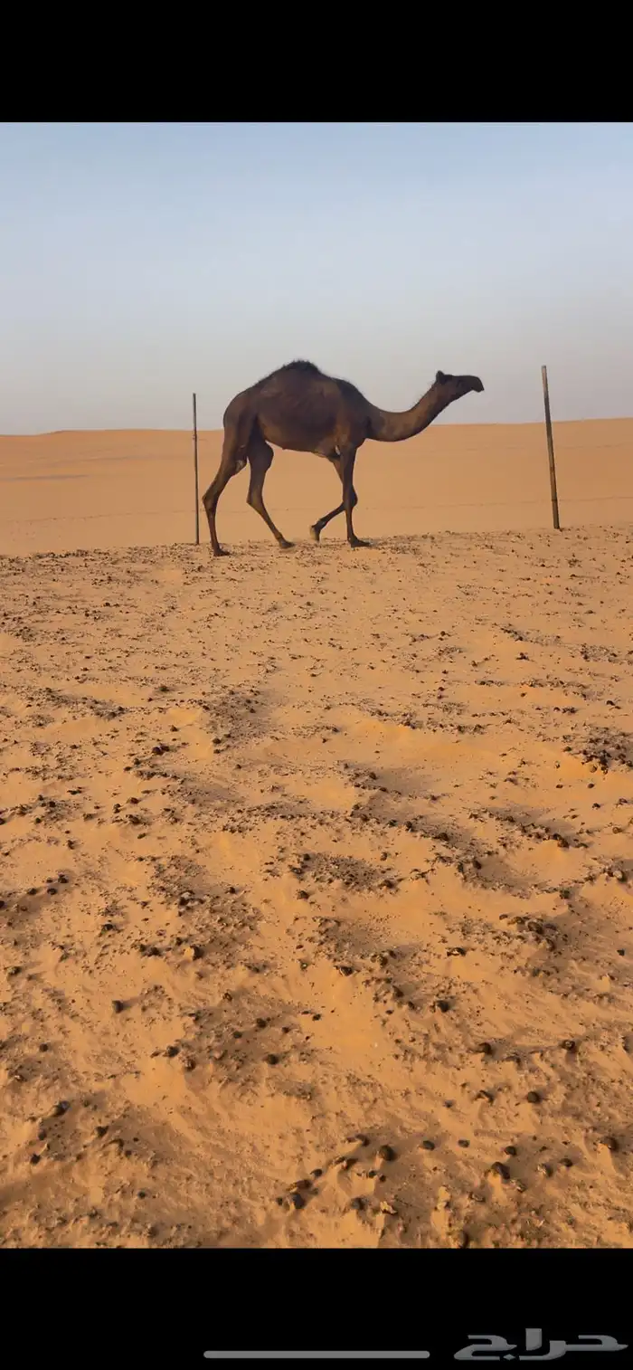 بكره 1
