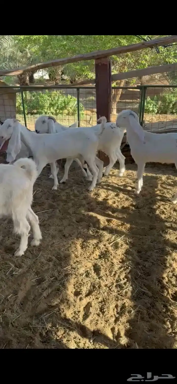 للبيع معزا مشاريك فاخره 0