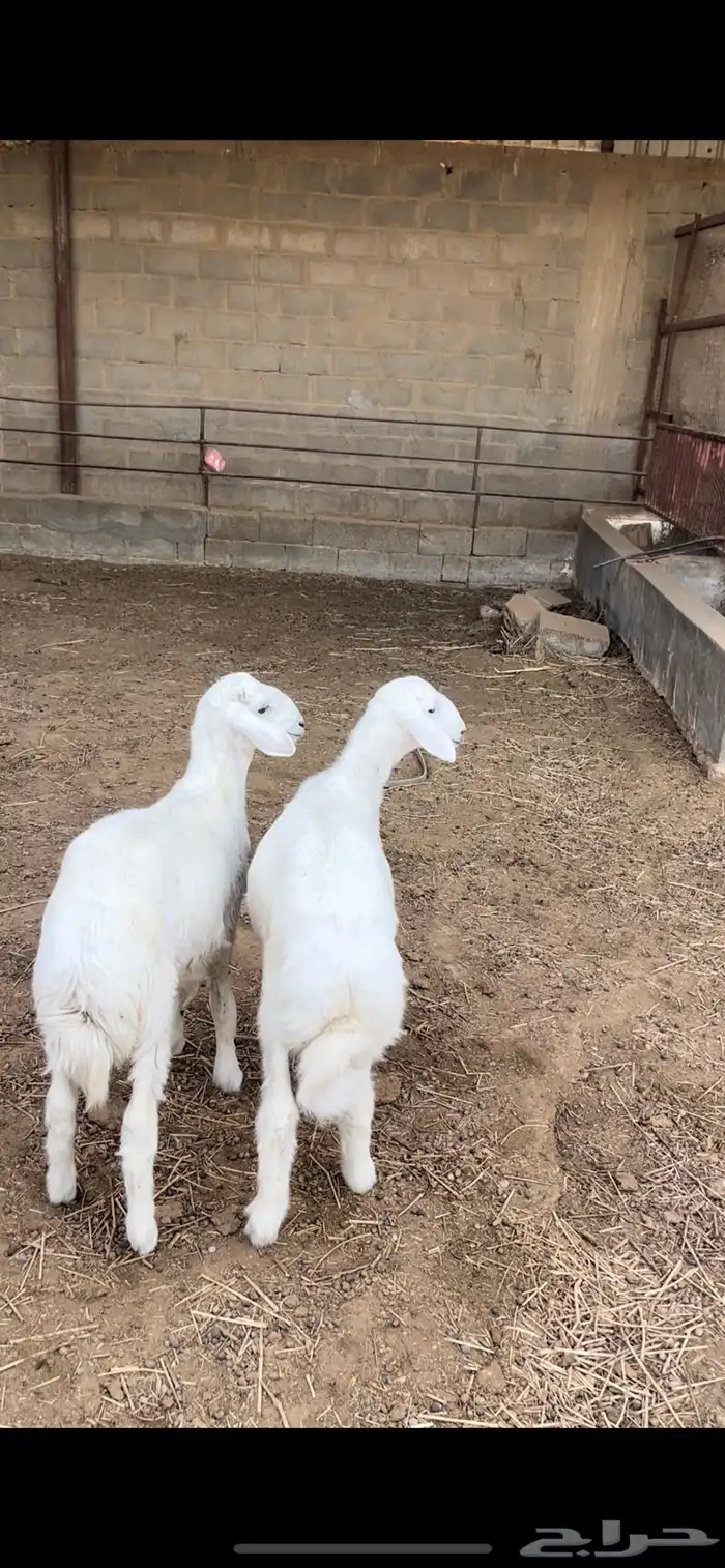 طليان حرية ( تم البيع ) 0