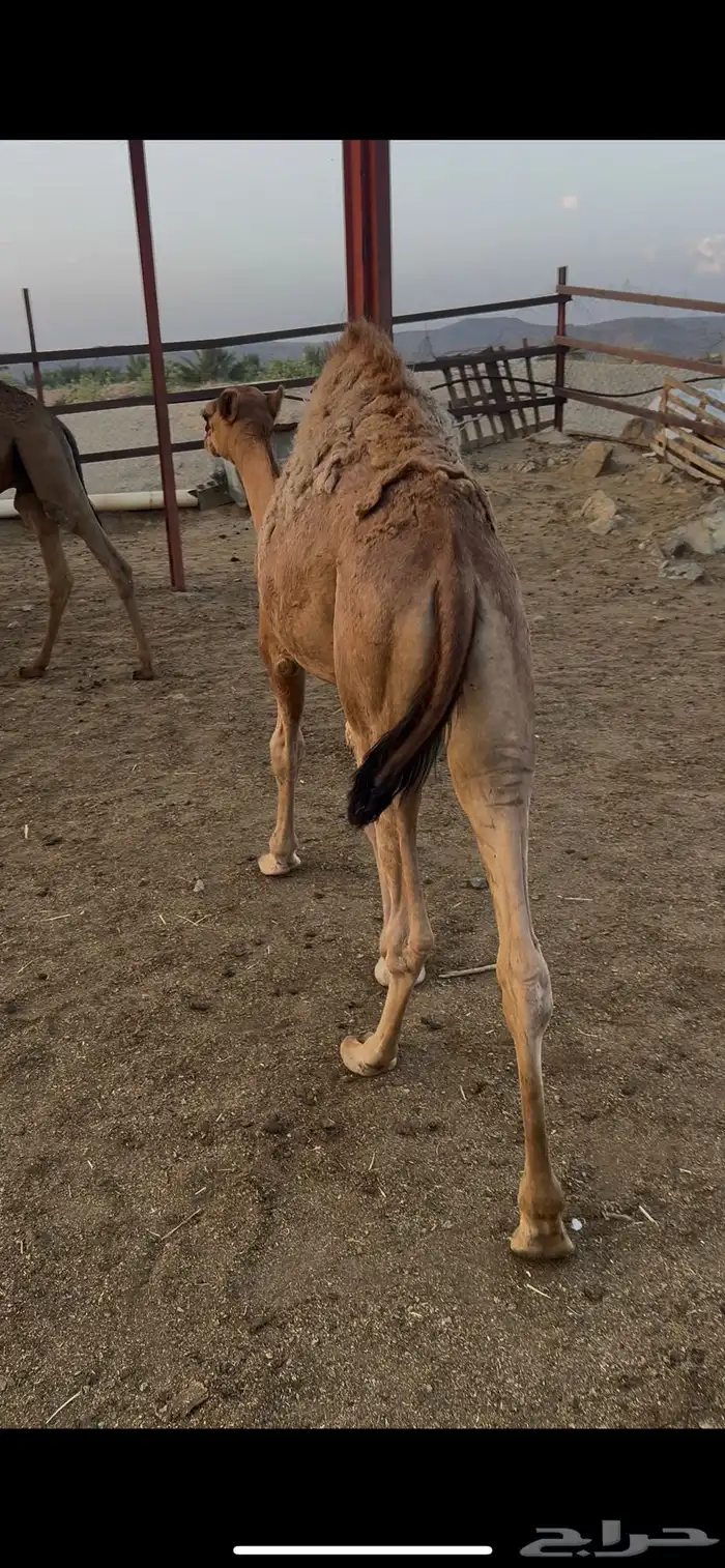 قعدان 3
