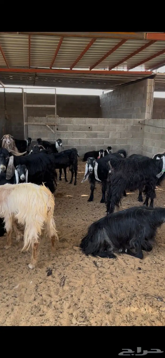معزا للبيع عددهم   الموقع الاسياح 0