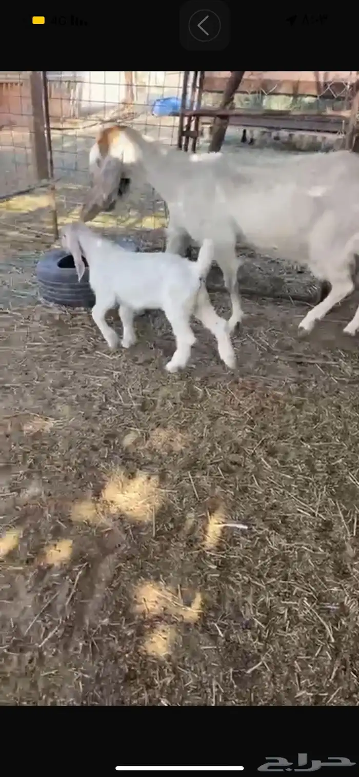 عنز معه تيس مشروكه 3