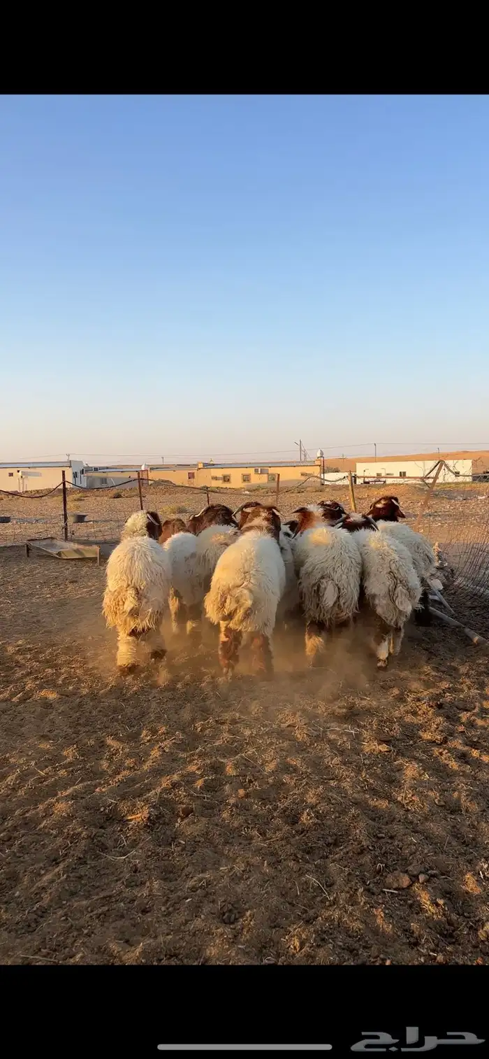 بهم للبيع 0