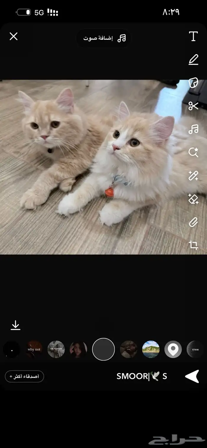 قط للتبني العاجل 1
