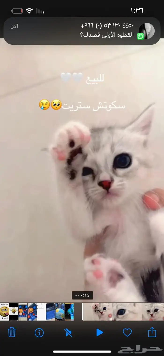 قطط سكوتش ستريت اجود الأنواع وألطفهم 4