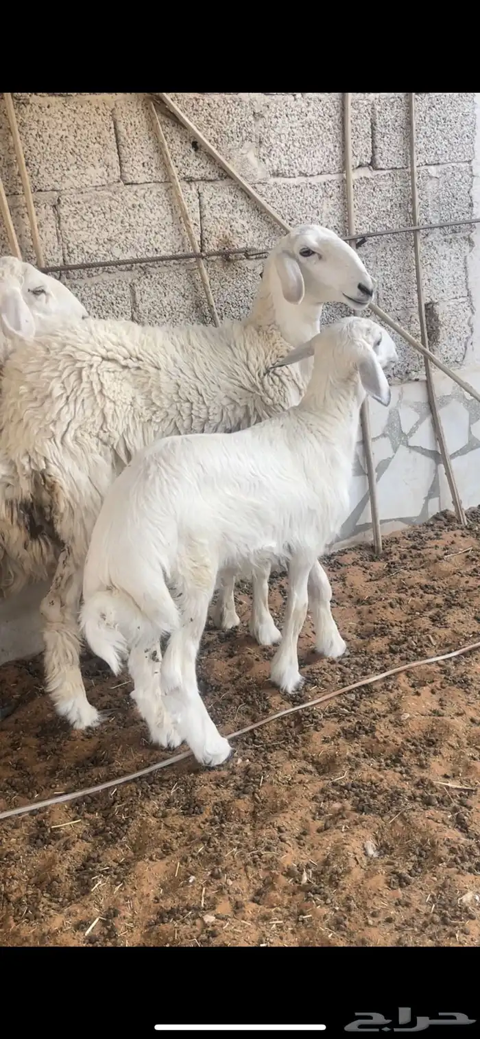 جذعه   ثنيه مواليد جروم حرش 2