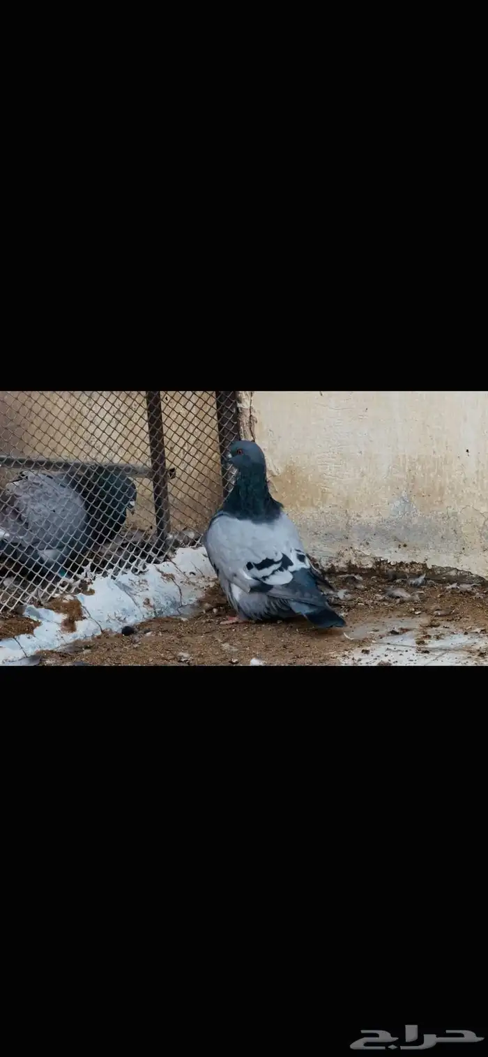 طبه فرش بلوبار 3