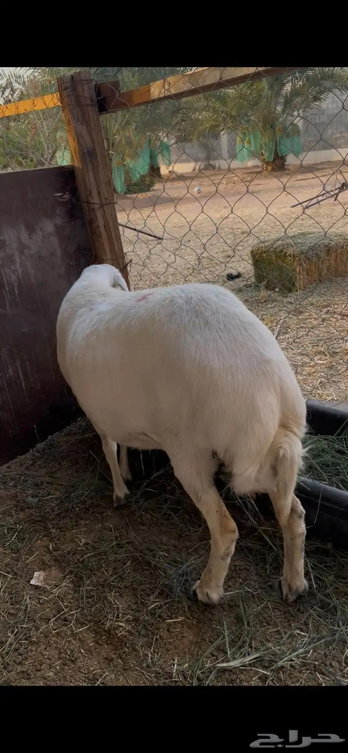 حريه حايل للبيع 1