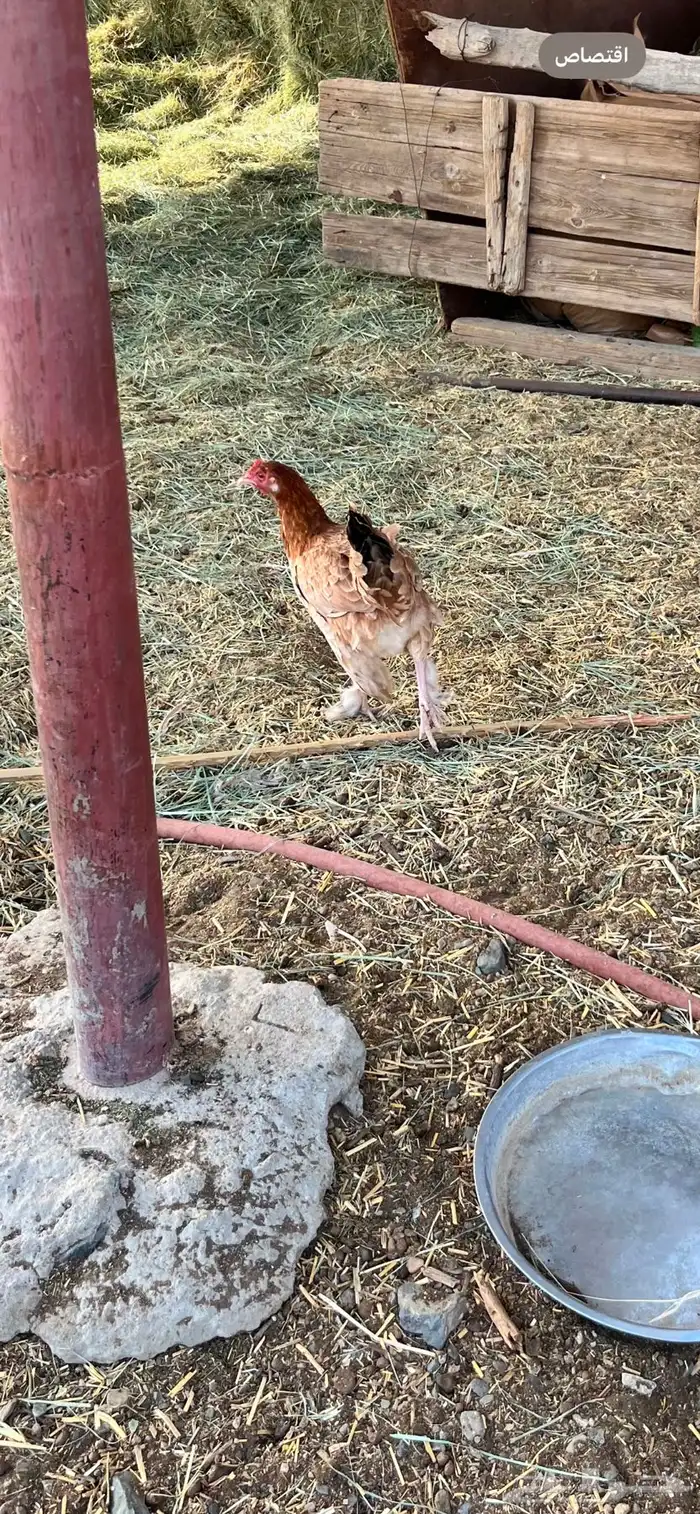 دجاج تركي 2