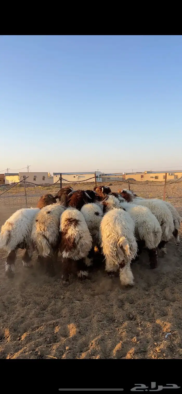 بهم للبيع 3
