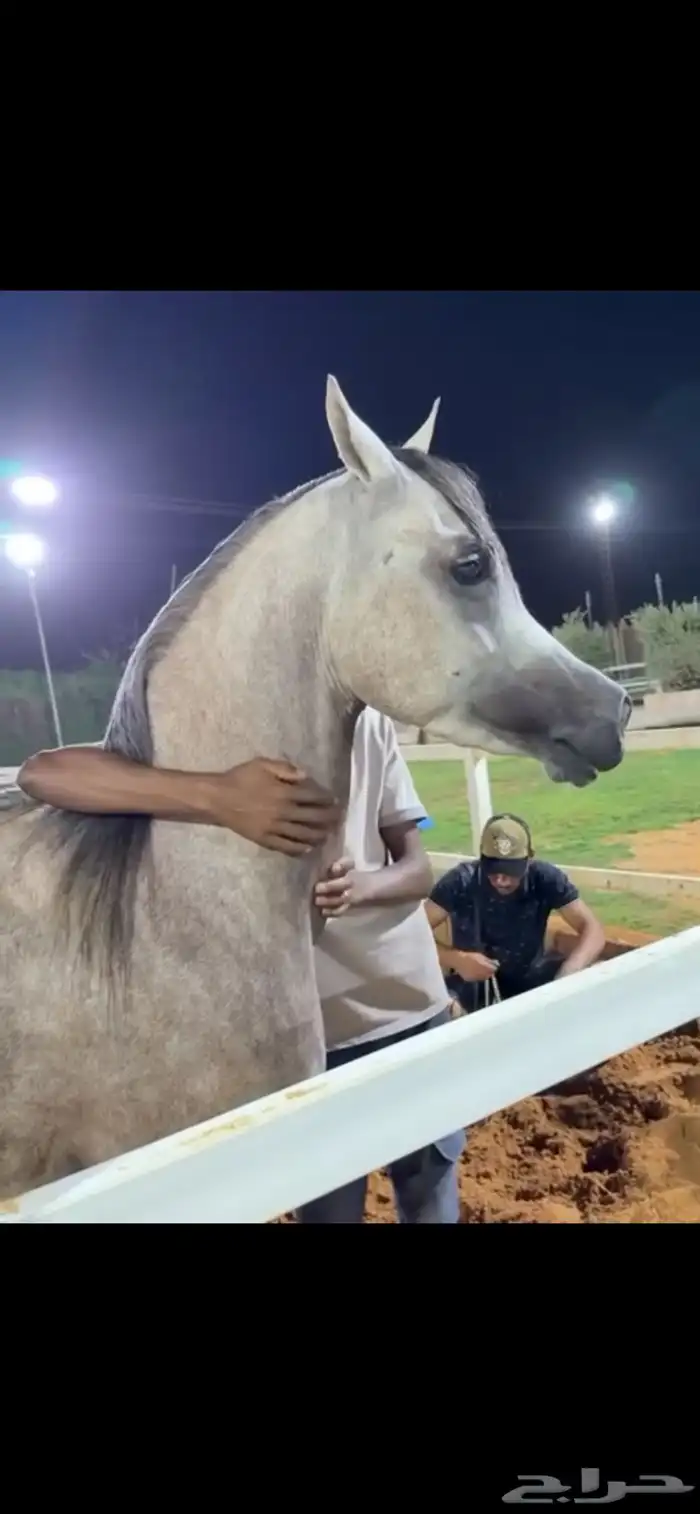 حصان واهو. ورق. ولد بطل العالم الاكسندر 7