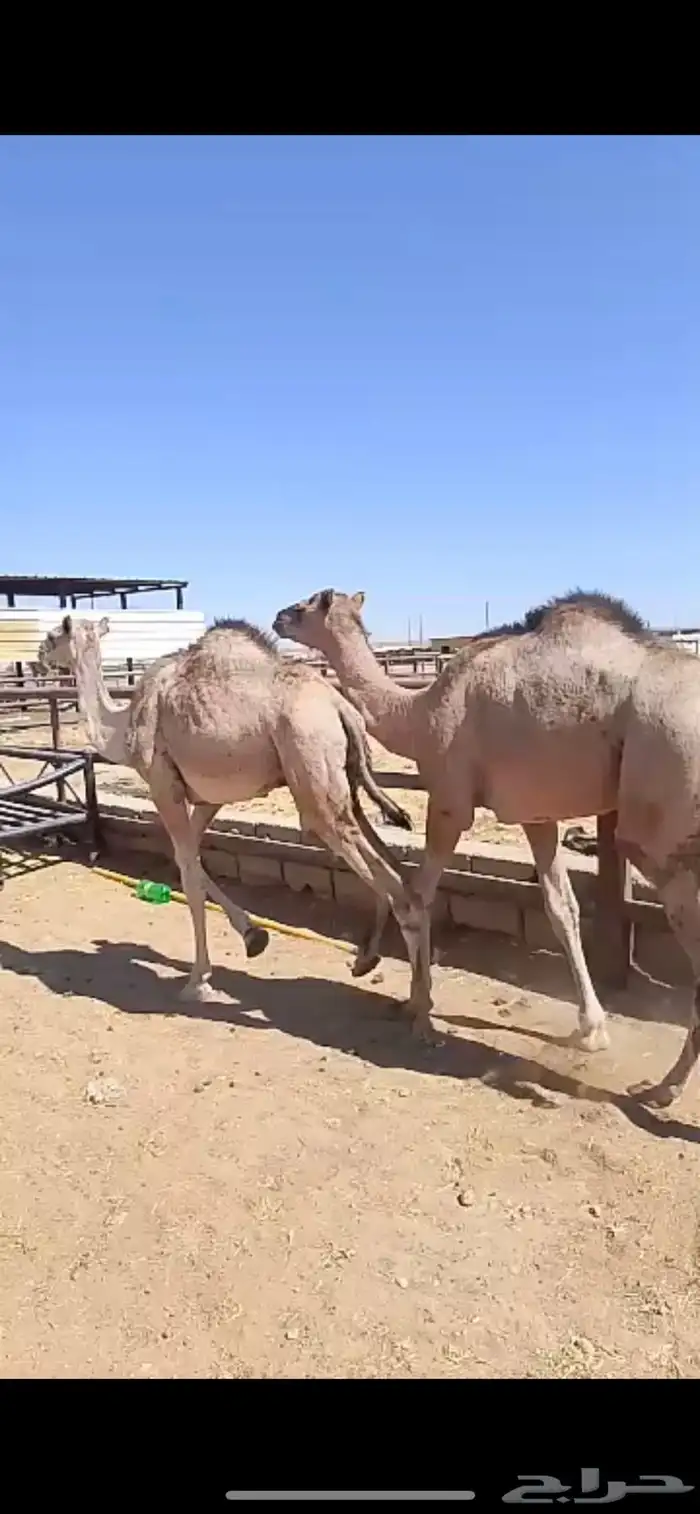 قعدان مستورد الطوقي 0