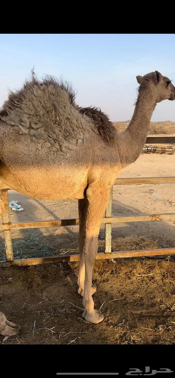 للبيع قعود مفرود مسحوب من امه 3