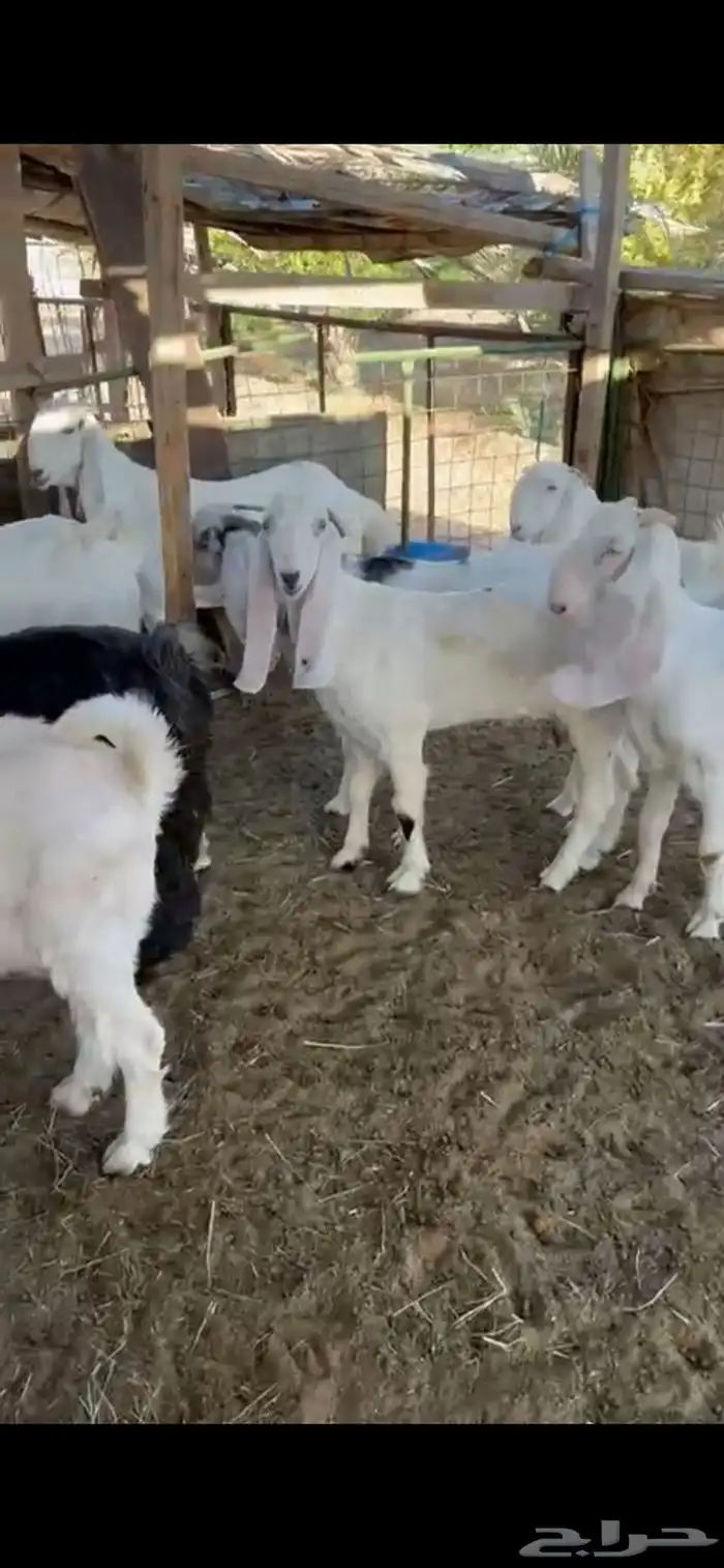 للبيع معزا مشاريك فاخره 1