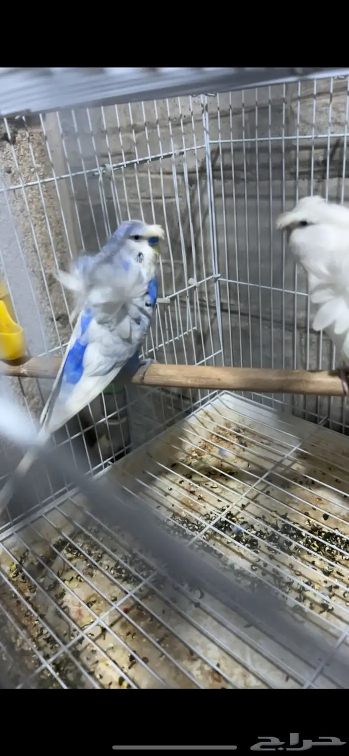 للبيع جوز هوقو الي توقف عليه سومه نصيبه 1