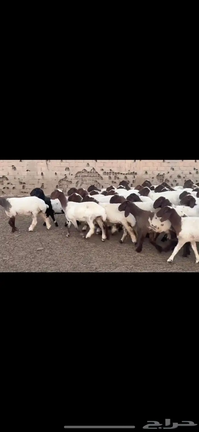جذعات نعيم مقاني 5