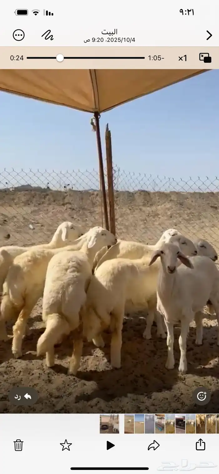 رخال صنف 4