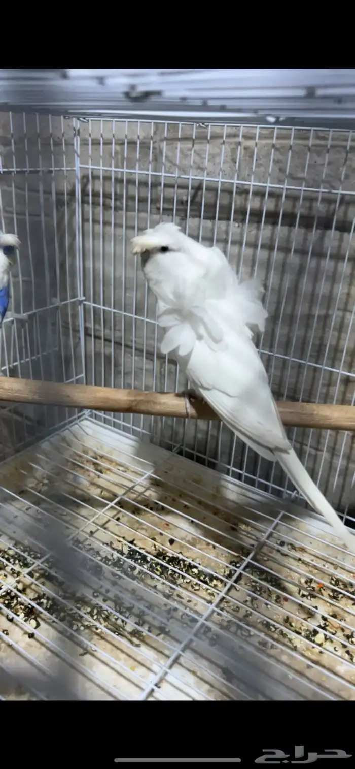 للبيع جوز هوقو الي توقف عليه سومه نصيبه 0