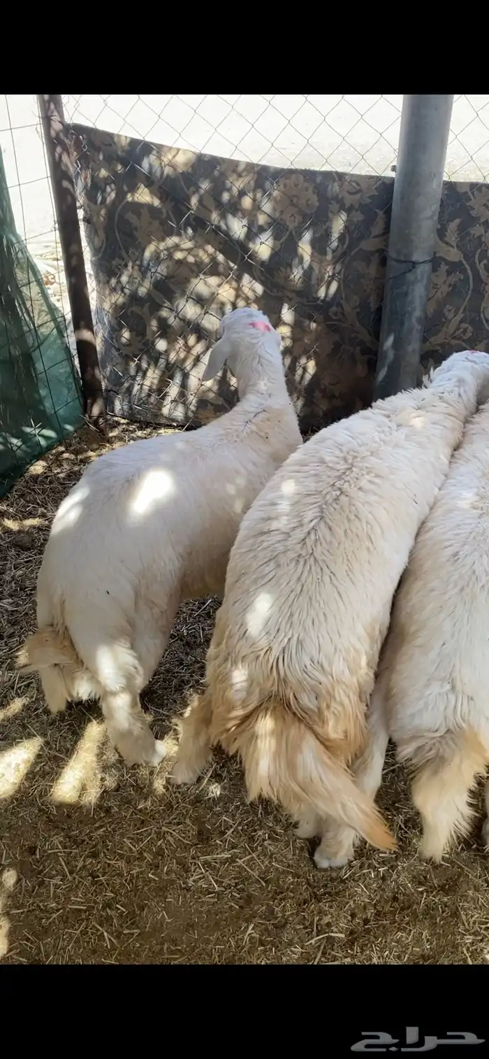 خرفان حريه 0
