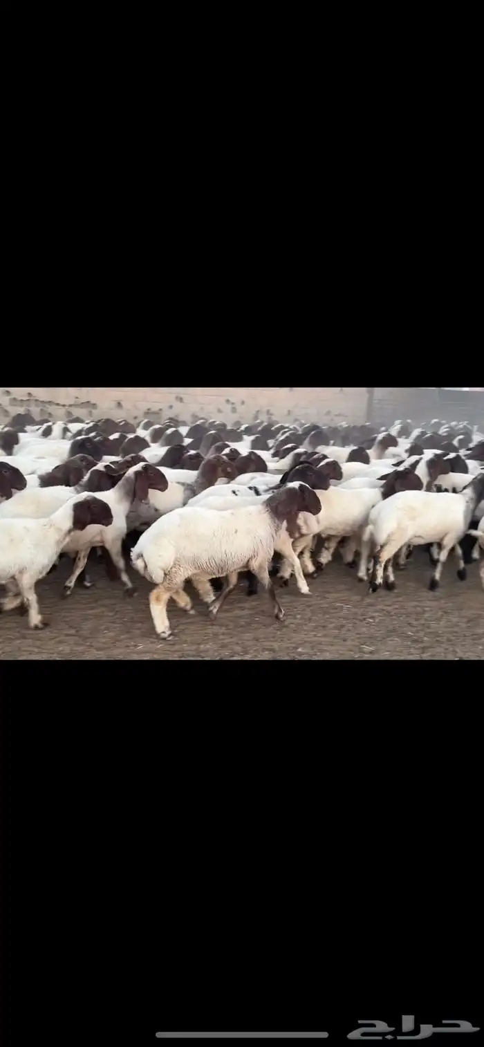 جذعات نعيم مقاني 4