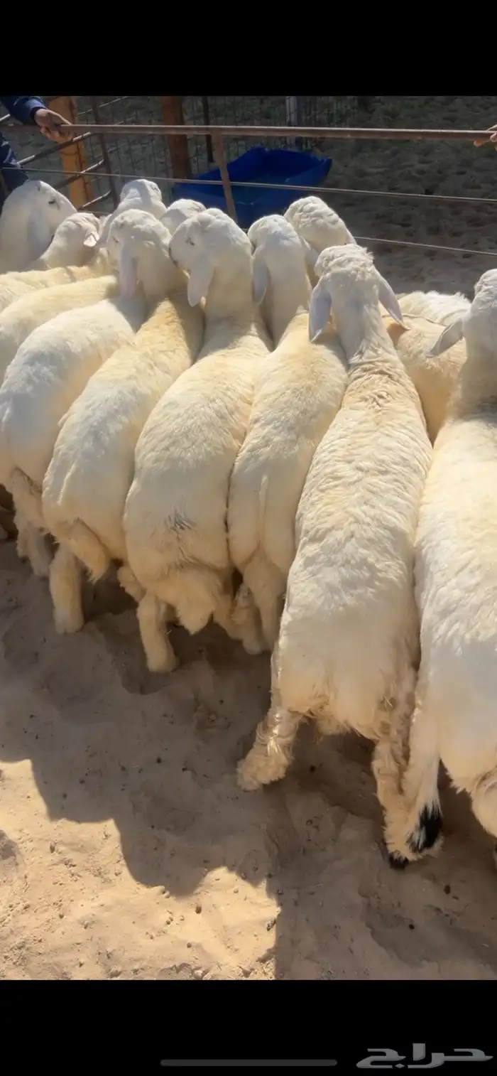 حريات كفو ثلاجه اومناسبات ونعيم فاخر جبر ناهي ووسط وهرافي 2