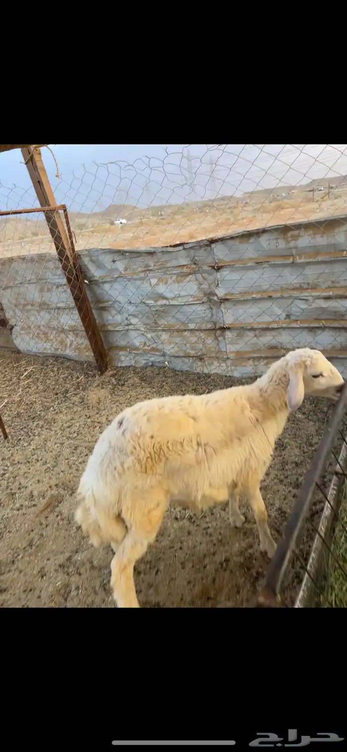 طلي سمين الحرازات (( تم البيع )) 0