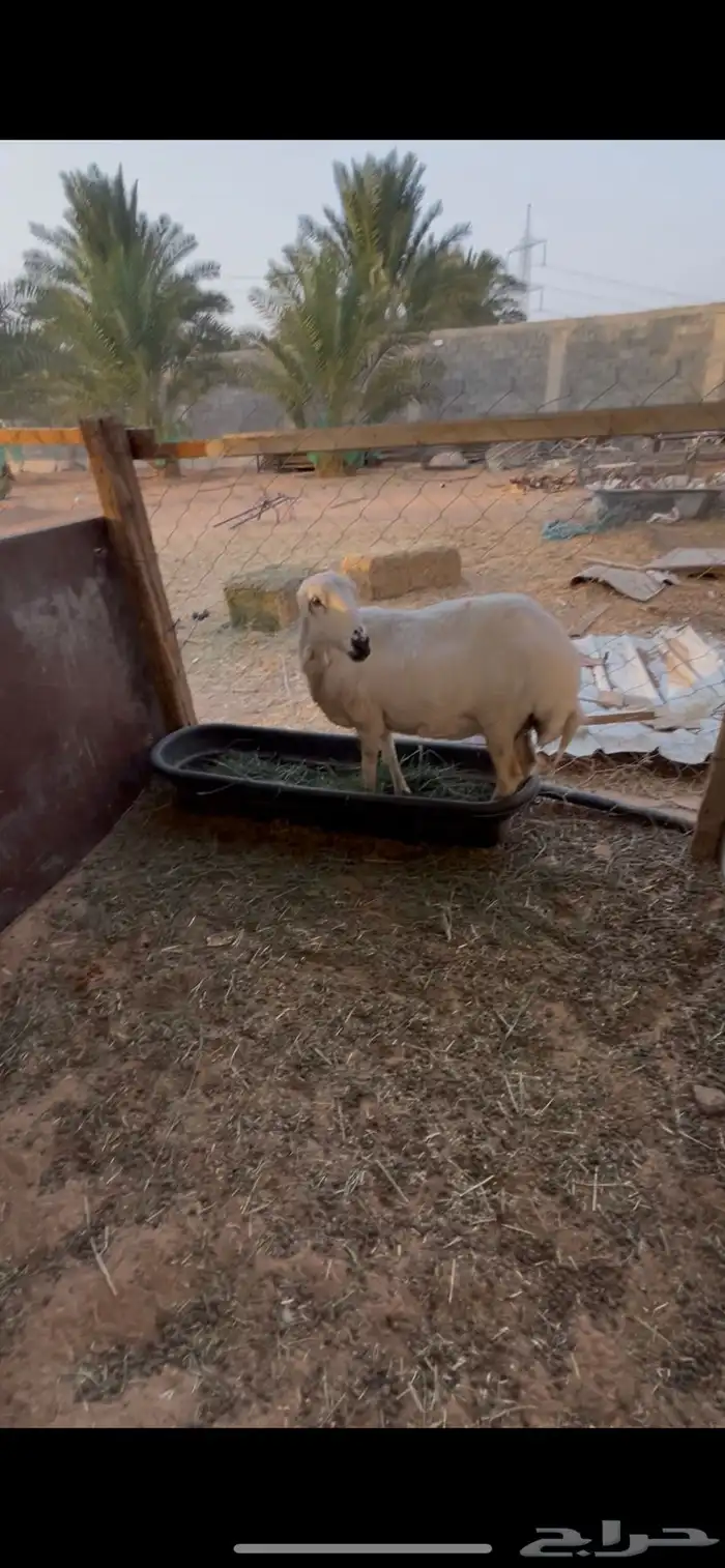 حريه حايل للبيع 5