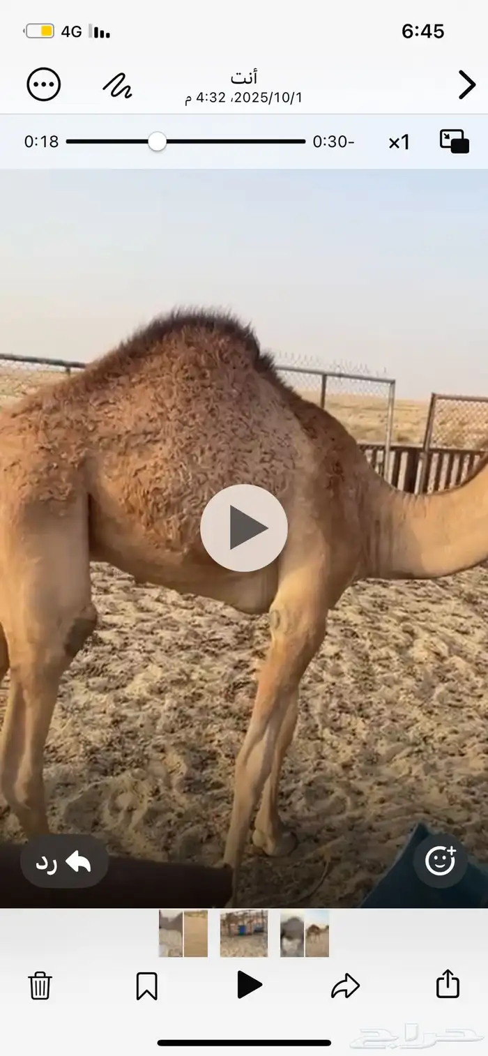 عشرا عمانيه حدرها قعود 2