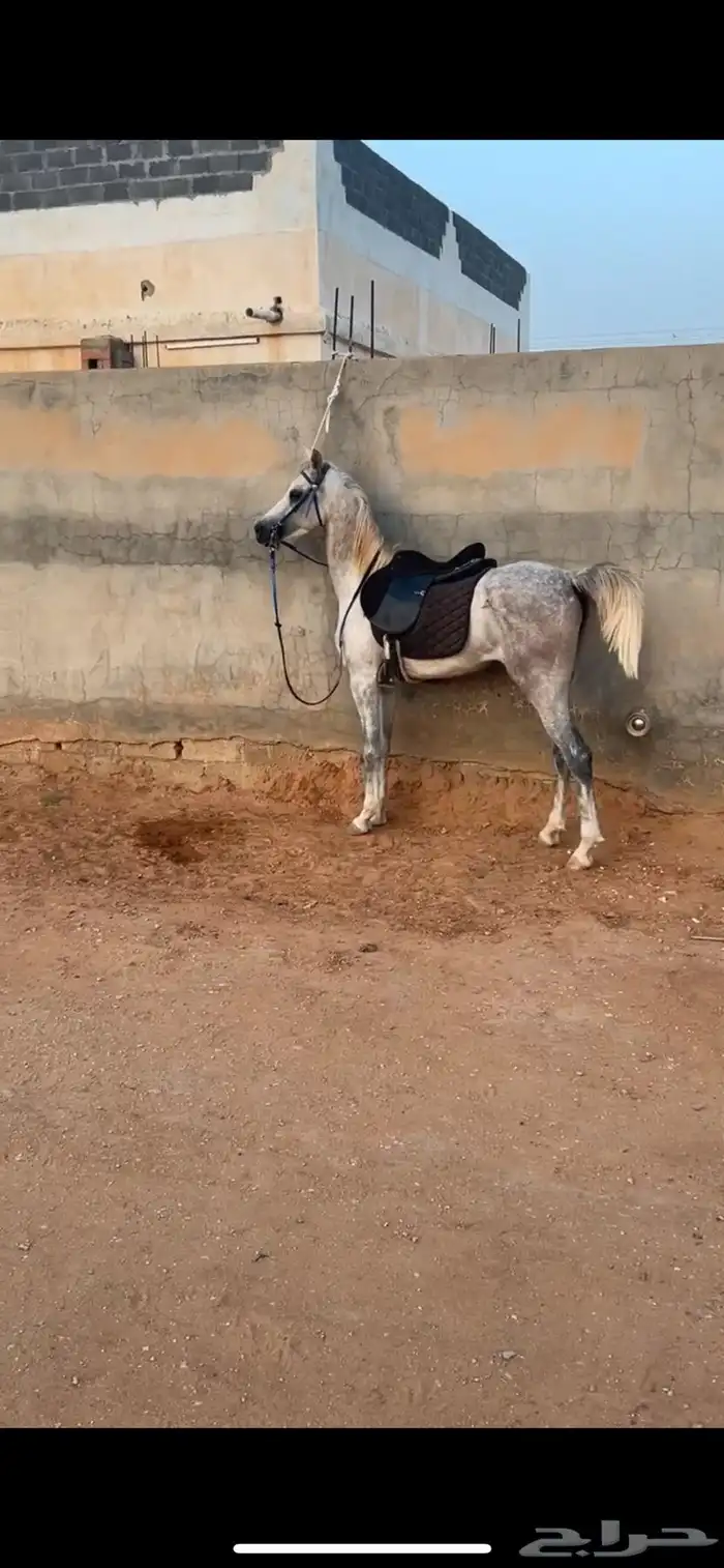 حصان واهو و البيع شعبي 7