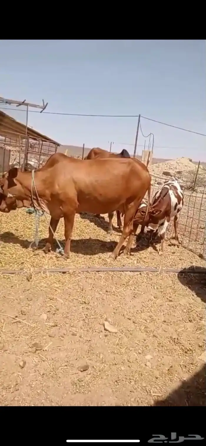 عرض خاص بقره بكر ب ( 8000 ) 0